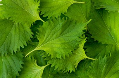 shiso boxes