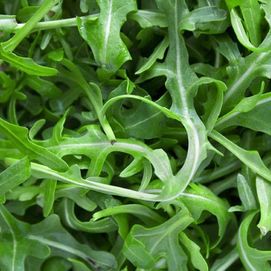 Rucola 