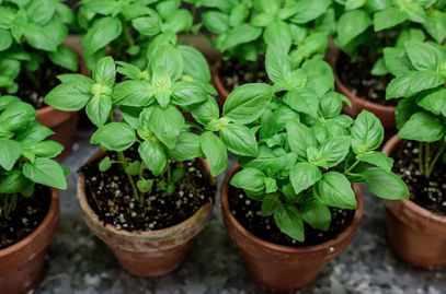 potted herbs