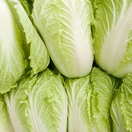 Chinese Cabbage